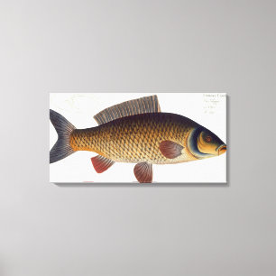 Karper (Cyprinus Carpio) bord XVI uit "Ichthyologi Canvas Afdruk