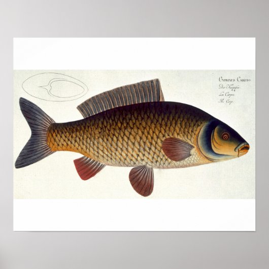 Karper (Cyprinus Carpio) bord XVI uit "Ichthyologi Poster (Voorkant)