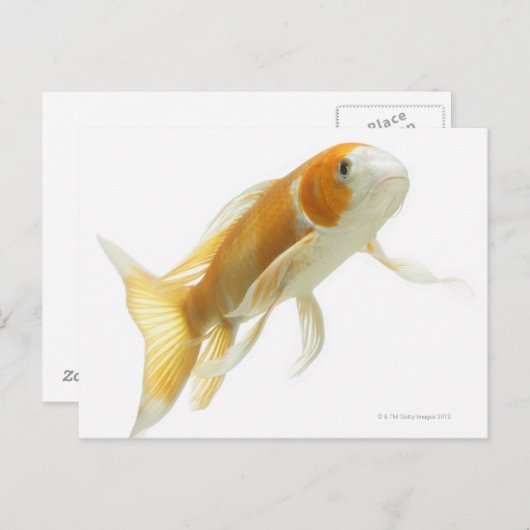 Karper (Cyprinus carpio) Briefkaart (Voorkant / Achterkant)