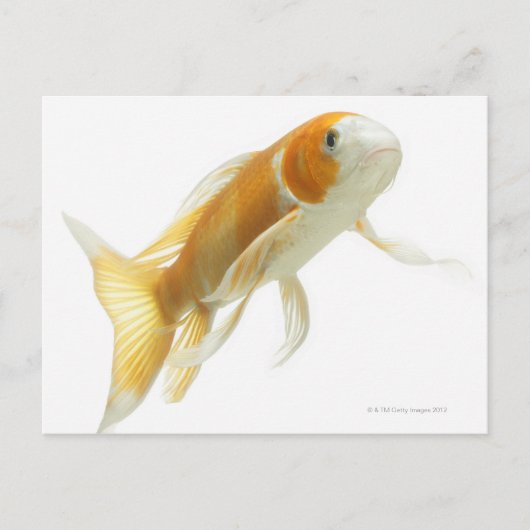 Karper (Cyprinus carpio) Briefkaart (Voorkant)