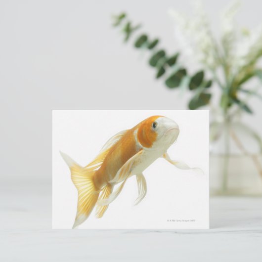 Karper (Cyprinus carpio) Briefkaart (Staand voorkant)