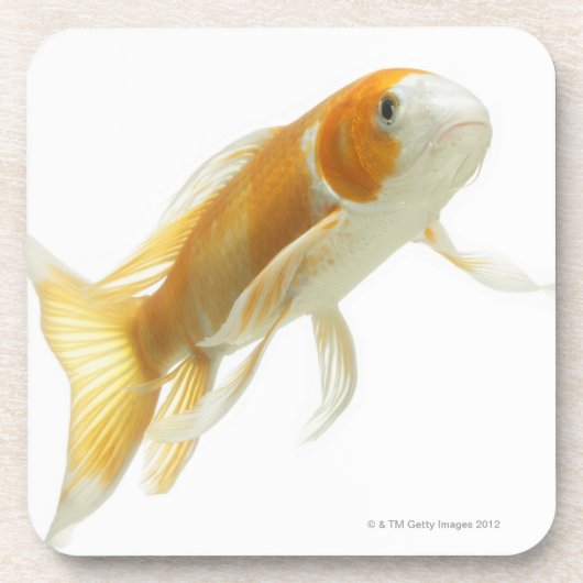 Karper (Cyprinus carpio) Drankjes Onderzetter (Voorkant)