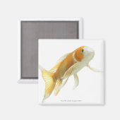 Karper (Cyprinus carpio) Magneet (Voorkant / Achterkant)