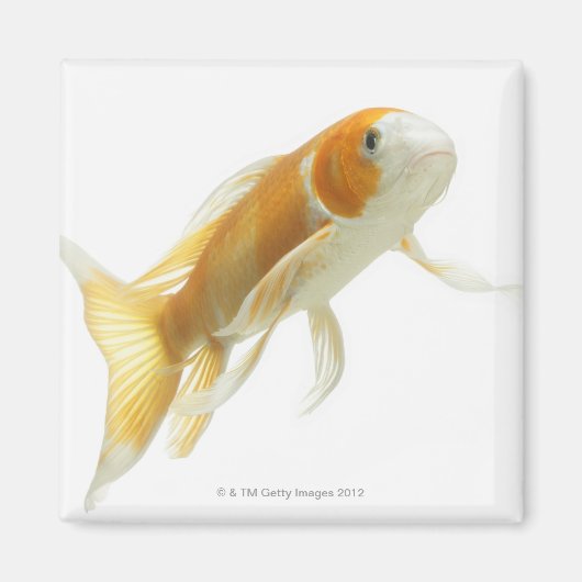 Karper (Cyprinus carpio) Magneet (Voorkant)