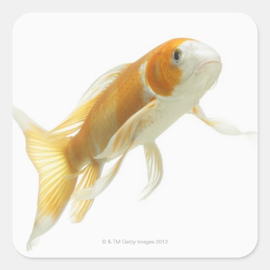 Karper (Cyprinus carpio) Vierkante Sticker (Voorkant)