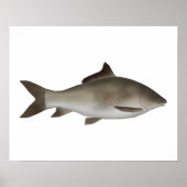 karper met franje en lippen poster (Voorkant)