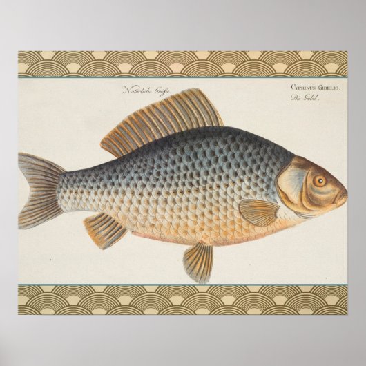 Karper vissen schilderen zoetwater tekening poster (Voorkant)