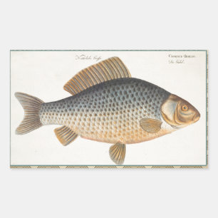 Karper vissen schilderen zoetwater tekening  rechthoekige sticker