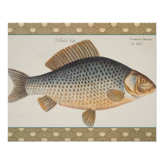 Karper vissen vissen schilderij zoetwater tekening perfect poster (Voorkant)