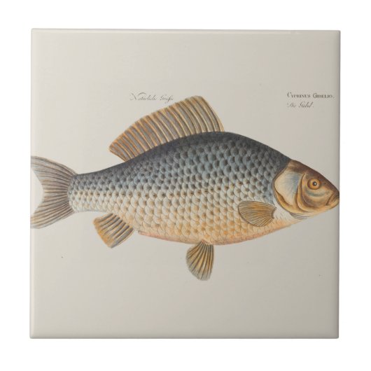 Karpervisvisserij schilderij zoetwater tegeltje (Voorkant)