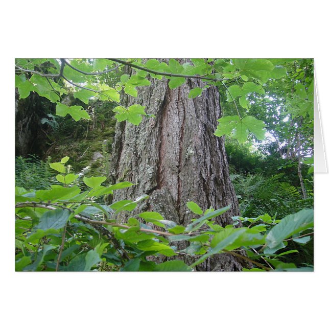 Karte5, Baumstamm/Blätterkranz, Kartenserie Wald (Voorkant Horizontaal)