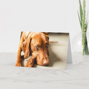 Karte mit Motiv "Magyar Vizsla" Kaart