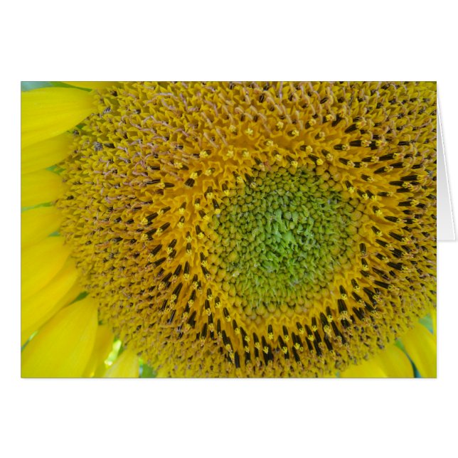 Karte Sonnenblume, blanko, gestaltbar (Voorkant Horizontaal)