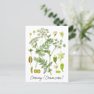 Karwij Kruidenkruid Vintage Botanische Illustratie Briefkaart