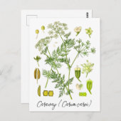 Karwij Spice Kruid Botanische Illustratie Briefkaart (Voorkant / Achterkant)