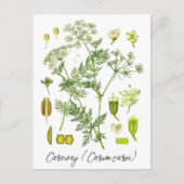 Karwij Spice Kruid Botanische Illustratie Briefkaart (Voorkant)