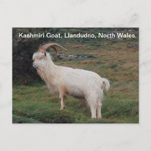 Kashmiri Goat, Llandudno, Noord-Wales.  Briefkaart
