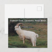 Kashmiri Goat, Llandudno, Noord-Wales. Briefkaart (Voorkant / Achterkant)