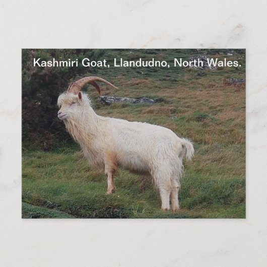 Kashmiri Goat, Llandudno, Noord-Wales. Briefkaart (Voorkant)