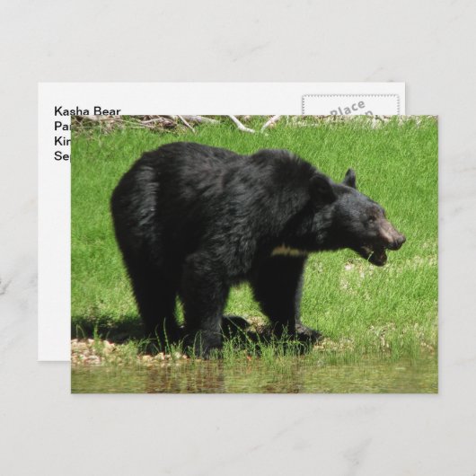 Kasja Beer 1 Briefkaart (Voorkant / Achterkant)