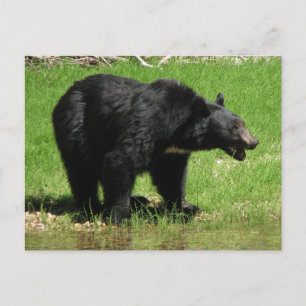 Kasja Beer 1 Briefkaart