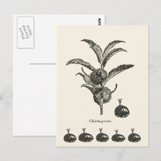 kastanje briefkaart (Voorkant / Achterkant)