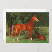 Kastanje met veulen in de wei | Hans Haag (Voorkant / Achterkant)