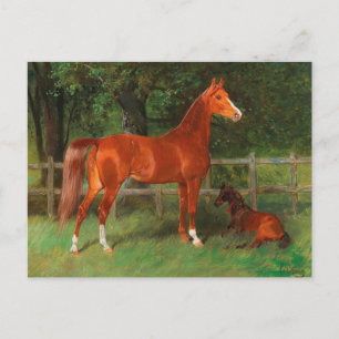 Kastanje met veulen in de wei   Hans Haag Briefkaart