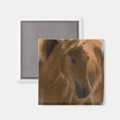 Kastanje Paard Design Vierkante Magneet (Voorkant / Achterkant)