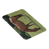 Kastanje Paard Grazen in een Groene Weiland Magneet (Rechterzijde)