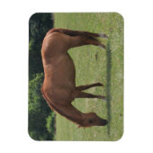Kastanje Paard Grazen in een Groene Weiland Magneet (Verticaal)