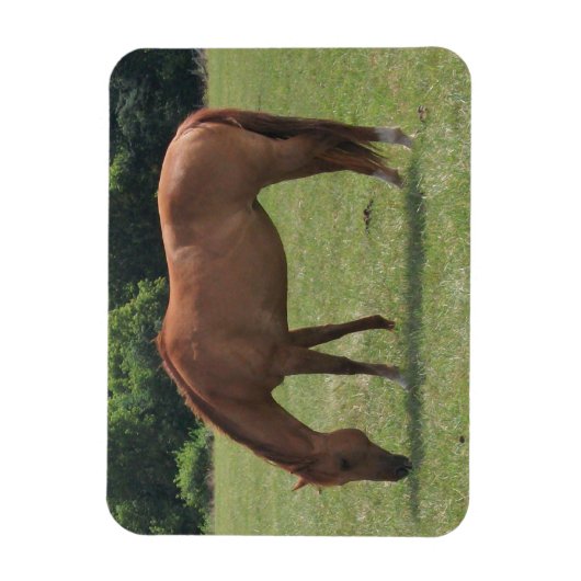 Kastanje Paard Grazen in een Groene Weiland Magneet (Verticaal)