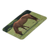 Kastanje Paard Grazen in een Groene Weiland Magneet (Linkerzijde)