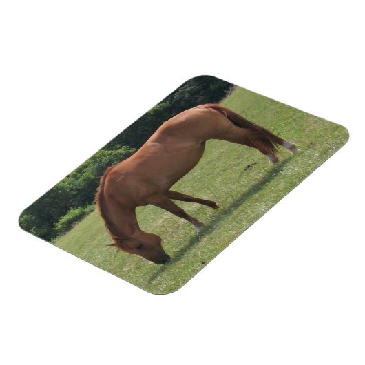 Kastanje Paard Grazen in een Groene Weiland Magneet (Linkerzijde)