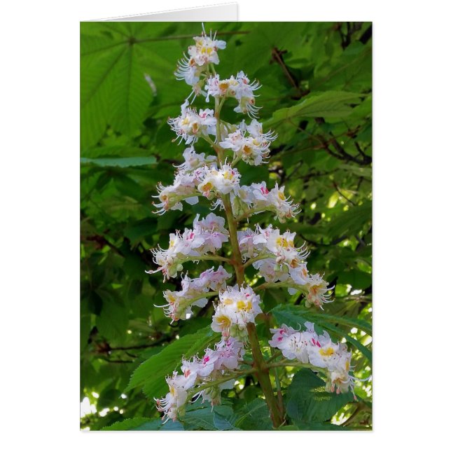 kastanjebloem (Voorkant)