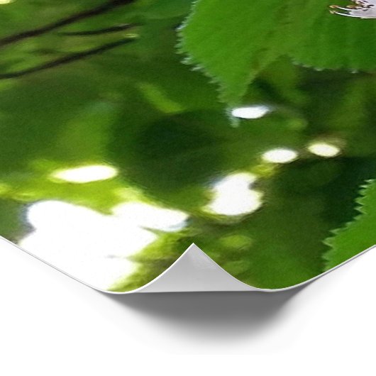 kastanjebloem poster (Hoek)