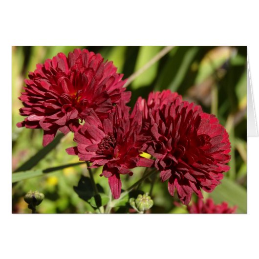 Kastanjebruine chrysanten (Voorkant Horizontaal)