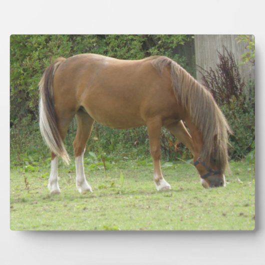Kastanjebruine paard grazend plaquette fotoplaat (Voorkant)