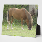 Kastanjebruine paard grazend plaquette fotoplaat (Zijkant)