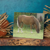 Kastanjebruine paard grazend plaquette fotoplaat (Zijkant)