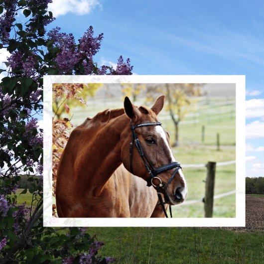 Kastanjepaarden met Blaze, Bridle, in de pasture Briefkaart