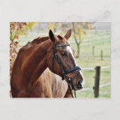 Kastanjepaarden met Blaze, Bridle, in de pasture Briefkaart (Voorkant)