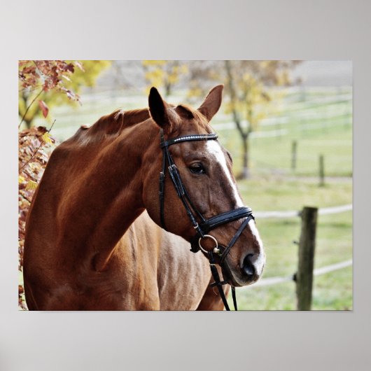 Kastanjepaarden, met bridle in Fenced Pasture Poster (Voorkant)