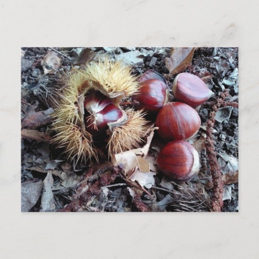 Kastanjeskaart Briefkaart (Voorkant)