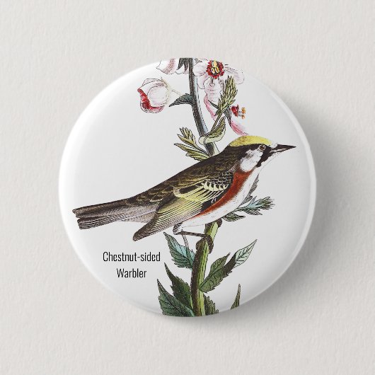 kastanjewieg, Audubon, Birder Accessory; Ronde Button 5,7 Cm (Voorkant)