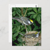 Kastanjewieken op nest briefkaart (Voorkant / Achterkant)