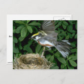 Kastanjezijdig Warbler landend op nest Briefkaart (Voorkant / Achterkant)