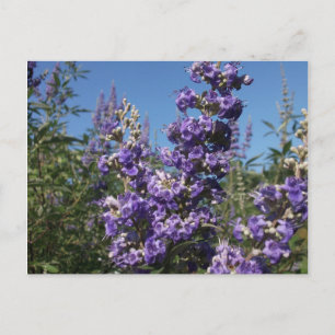 Kastboom Purple Flowers Briefkaart