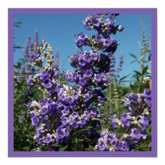 Kastboom Purple Flowers Perfect Poster (Voorkant)