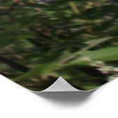 Kastboom Purple Flowers Poster (Hoek)